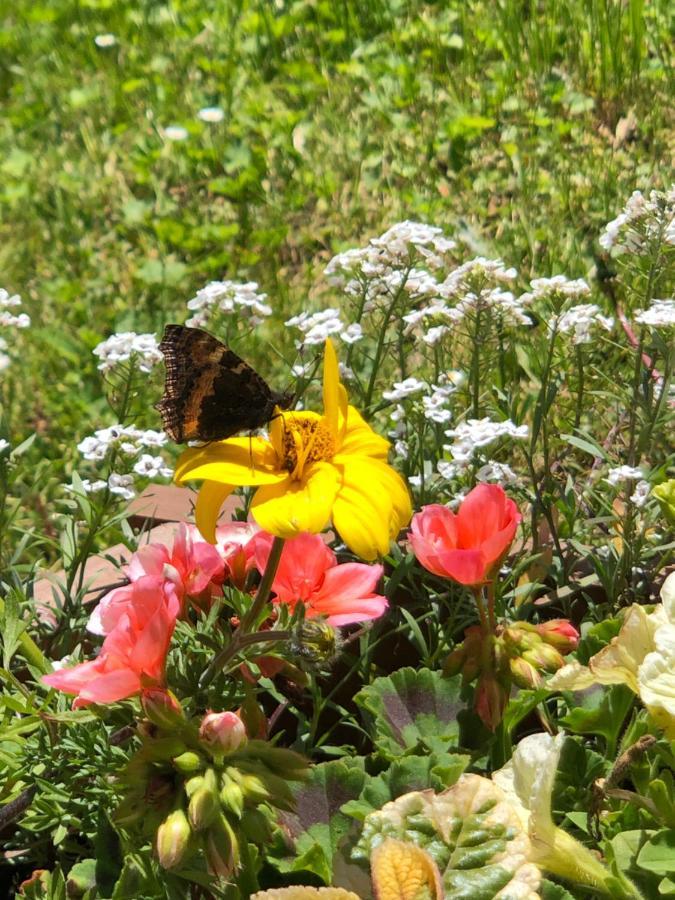 Horska Chata Primula - 1000 M Nad Morom Zuberec Eksteriør bilde